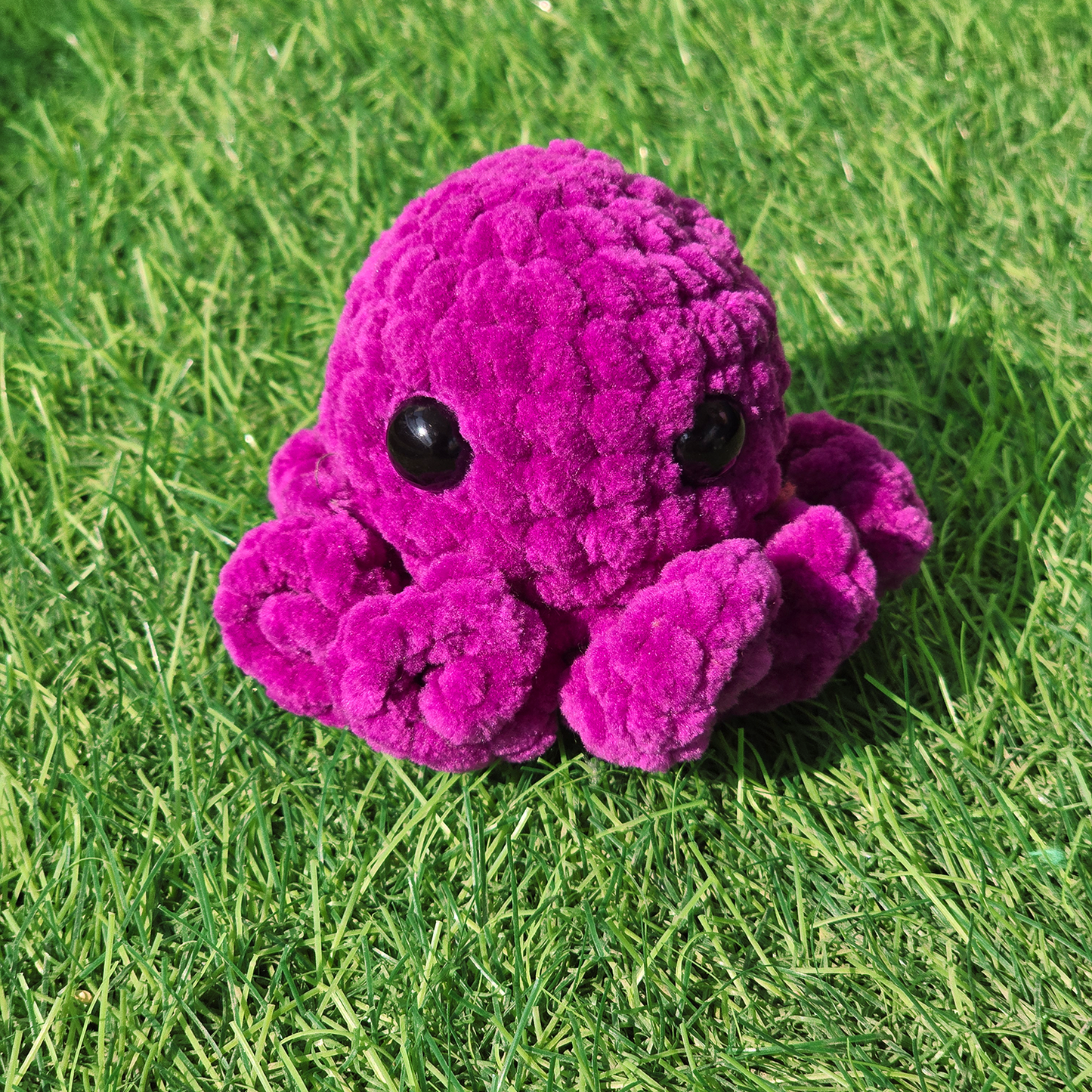 Baby Octopus